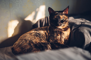 Uueväärne tippklassi Sony Xperia 1 V (7 foto / 10)