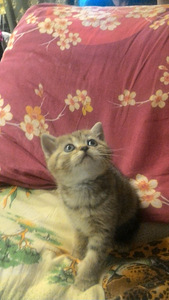Британская кошечка