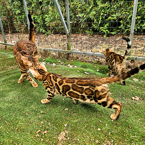 Питомник Maisonleopard предлагает бенгальских котят (4 фото из 7)
