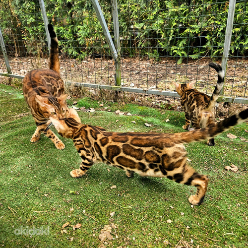Kasvanduses Maisonleopard on pakkuda bengali kassipojad (foto #4)