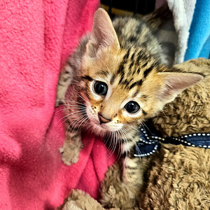 Питомник Maisonleopard предлагает бенгальских котят (6 фото из 7)