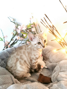 MÜÜA BENGAL KASSIPOEG (1 foto / 7)