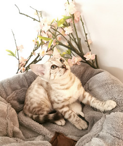 MÜÜA BENGAL KASSIPOEG (2 foto / 7)