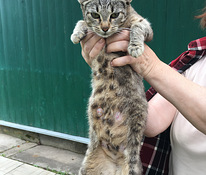 Кошка и котята ищут новый дом