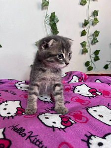 Скотиш-фолд (3 фото из 6)