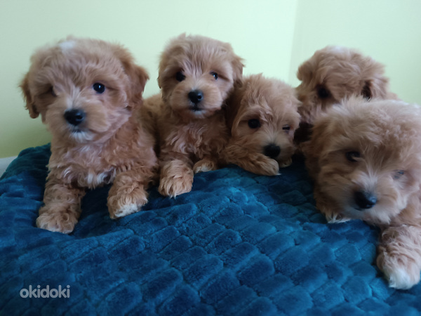 MALTIPOO (foto #5)