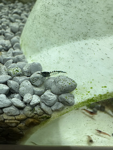 Krevetid Neocaridina (7 foto / 7)