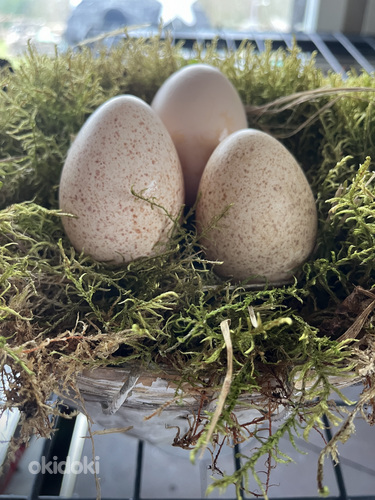 Инкубационные яйца (фото #1)