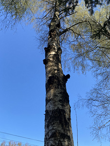 Chaga (2 foto / 4)
