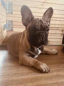 Prantsuse Bulldog (1 foto / 2)