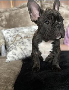 Prantsuse Bulldog (2 foto / 2)
