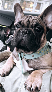 French Bulldog Black Mask (1 foto / 3)