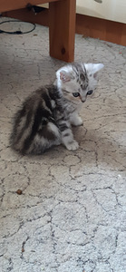 Scottish fold/straight kassipojad (3 foto / 6)
