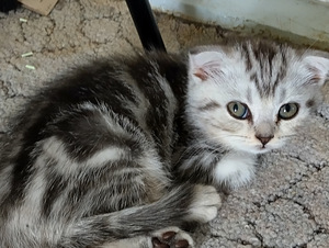Scottish fold/straight kassipojjad (3 foto / 4)