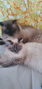 Невские маскарадные (6 foto / 6)