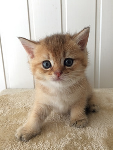 Британские котята