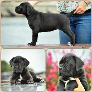 Cane Corso (2 Foto aus 3)