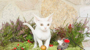 Devon rex (2 foto no 3)