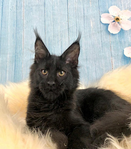 Maine coon (1 фото из 3)