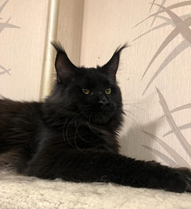 Maine coon (1 фото из 4)