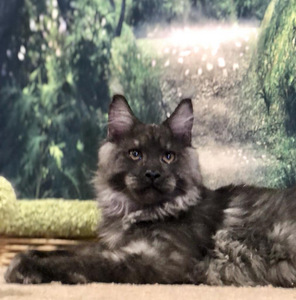 Maine coon (1 фото из 6)