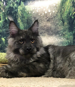 Maine coon (6 фото из 6)