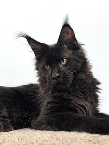 Maine coon kassipoeg (4 foto / 7)