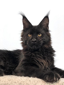 Maine coon kassipoeg (7 foto / 7)