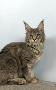 Maine coon kassipoeg (tüdruk) (1 foto / 6)