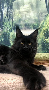Maine coon kassipoeg (4 foto / 6)