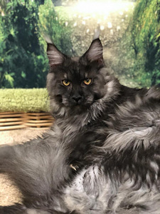 Maine coon kassipoeg (1 foto / 3)