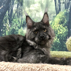 Maine coon kassipoeg (3 foto / 3)