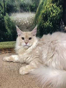 Maine coon kassipoeg (1 foto / 10)