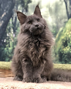 Maine coon kassipoeg (2 foto / 3)