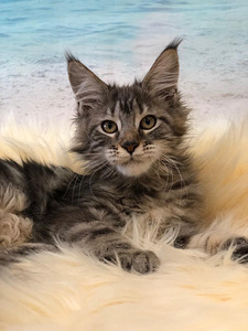 Maine coon kiisupojad (5 foto / 7)