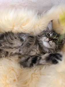 Maine coon kiisupojad (7 foto / 7)