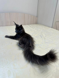 Maine coon tüdruk (3 foto / 3)