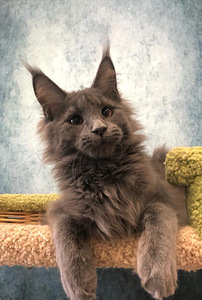 Maine coon tüdruk (2 foto / 8)