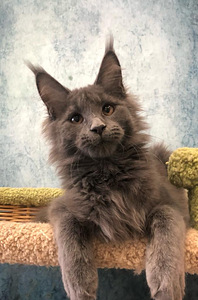 Maine coon tüdruk (3 foto / 8)
