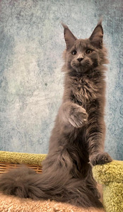 Maine coon tüdruk (4 foto / 8)