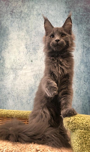 Maine coon tüdruk (6 foto / 8)