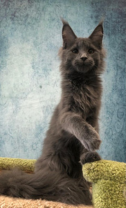 Maine coon tüdruk (7 foto / 8)