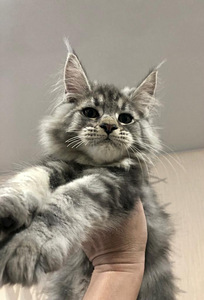 Maine coon (1 фото из 6)