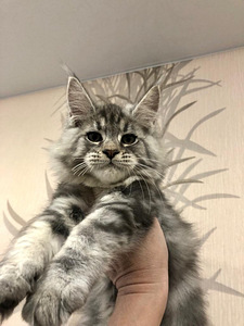Maine coon (3 фото из 6)