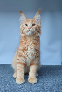 Maine coon poiss (3 foto / 3)