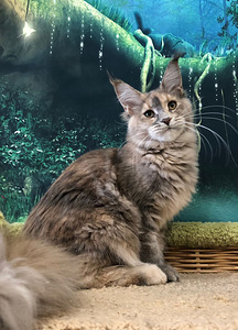 Maine coon (1 фото из 6)