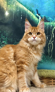 Котенок мейн-кун (3 фото из 6)
