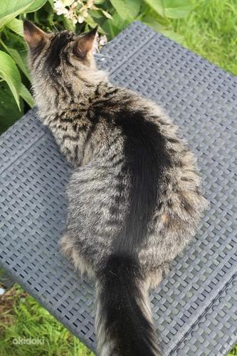 Котенок мейн-кун из питомника (фото #3)