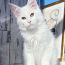 Белый котенок мейн-кун из питомника (фото #3)