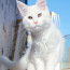 Белый котенок мейн-кун из питомника (фото #4)
